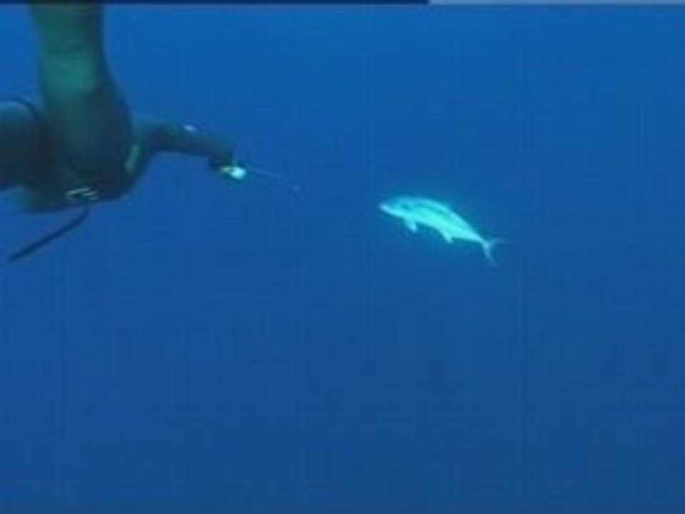 Chasse Sous marine - LICHES