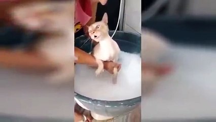 BANHO GATINHO MAGOOU