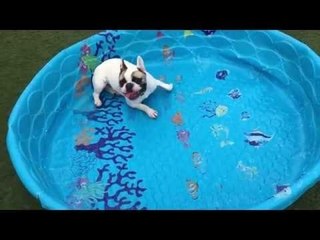French Bulldog Doesn't Need Water to Swim