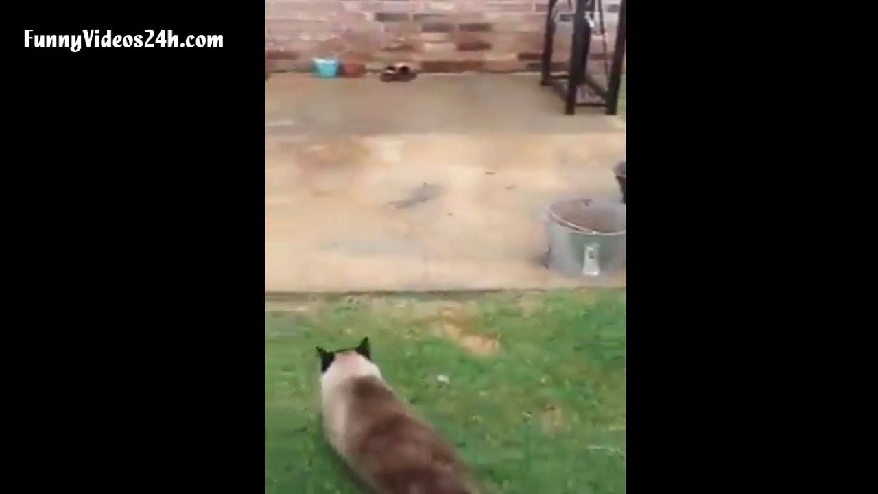 cat thief