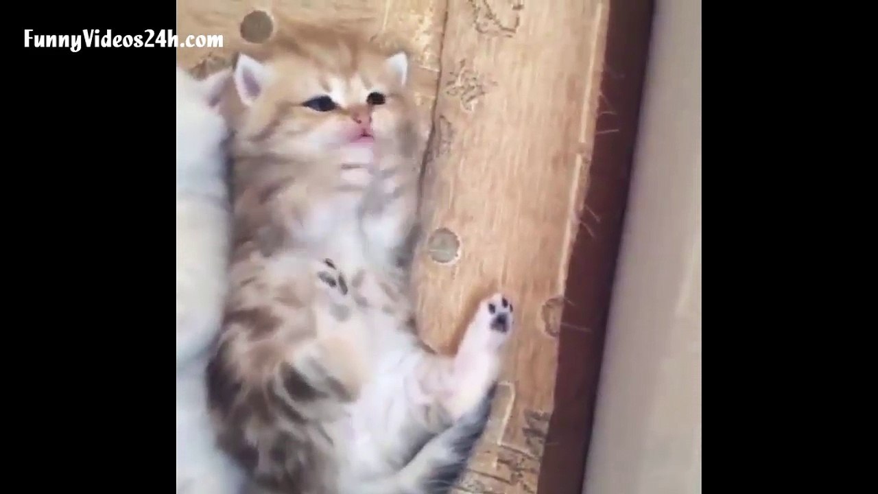 Two Funny Cat