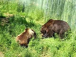 Combat d'ours