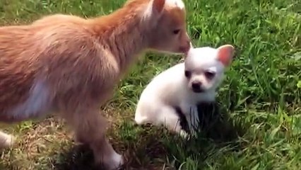 Chihuahua Puppy thinks she s a Baby Goat !