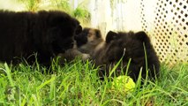 Chow Chow Puppies - PuppyLove !