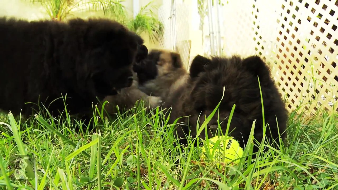 Chow Chow Puppies - PuppyLove !