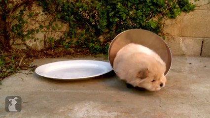 Chow Puppy Can t Get Out Of Bowl !