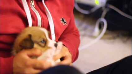 Corgi Puppies !