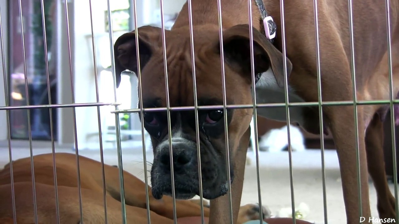 Cute 4 Week Old Boxer Puppies Playing !