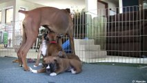 Cute 6 Week Old Boxer Puppies Playing !
