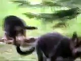 Cute German Shepherd Puppies at Play! !