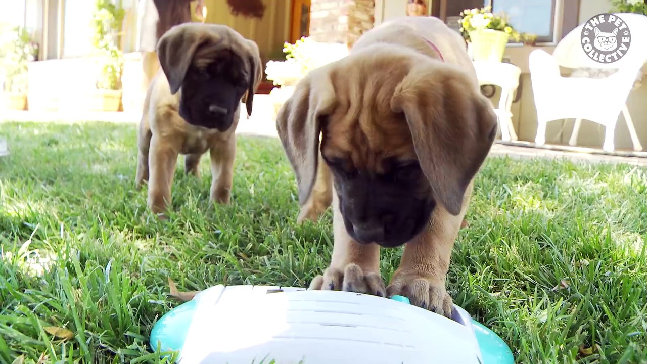 15 Funny Puppy Pet Video Compilation 2016 !