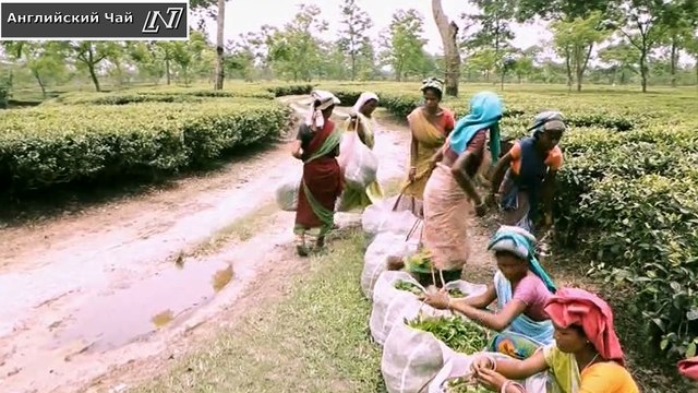 Английский Чай-(Индийский чай)