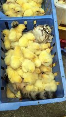 Un chat s'amuse avec des poussins