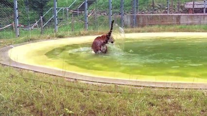 Une tigresse prend un bain privé