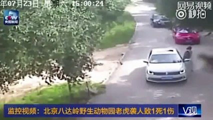 Tigers kill one, injure one in China wildlife park