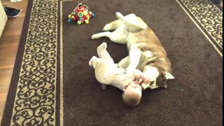 Husky playing gently with 7-month-old baby [funny dog compilation]