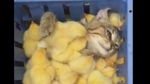 Ce chat et ces poussins sont trop mignons !