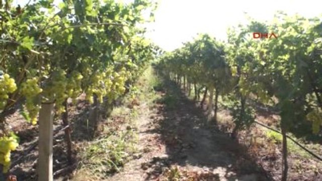 Manisa Alaşehir Alaşehir'de Üzüm Hasat Dönemi Başladı