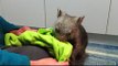 Dinner and Playtime With Orphaned Wombats