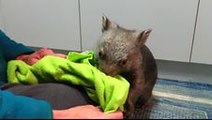 Dinner and Playtime With Orphaned Wombats