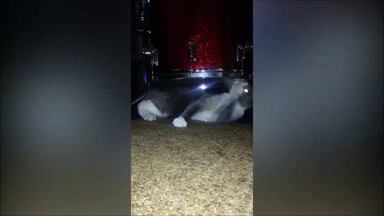 Un chat qui adore la batterie! ahahah