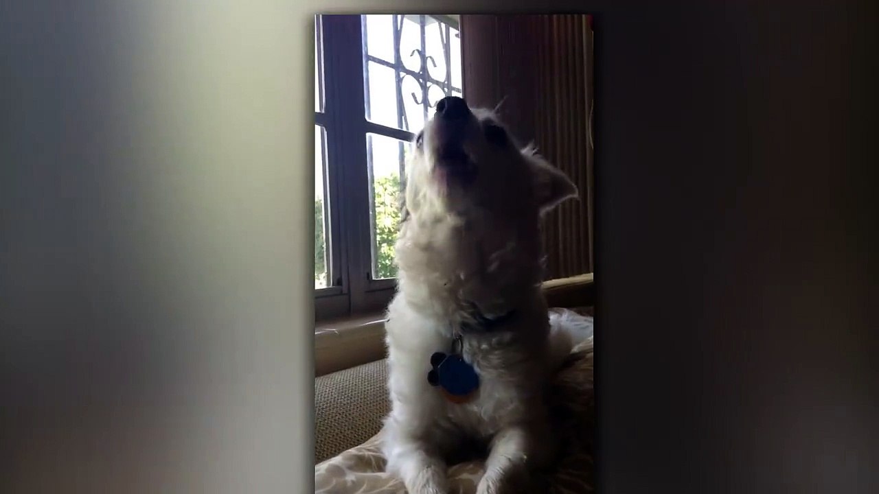 Ce chien est pret pour chanter la marseillaise