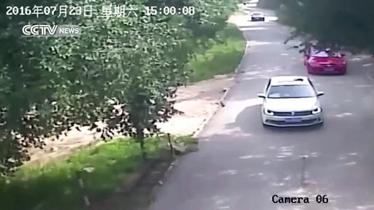 Un tigre attaque une femme sortie de sa voiture (Parc safari) - Vidéo  Dailymotion
