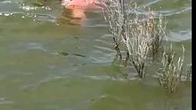 Ils passaient un moment paisible dans leur bateau quand tout à coup, ils s'aperçoivent des mouvements dans l'eau...