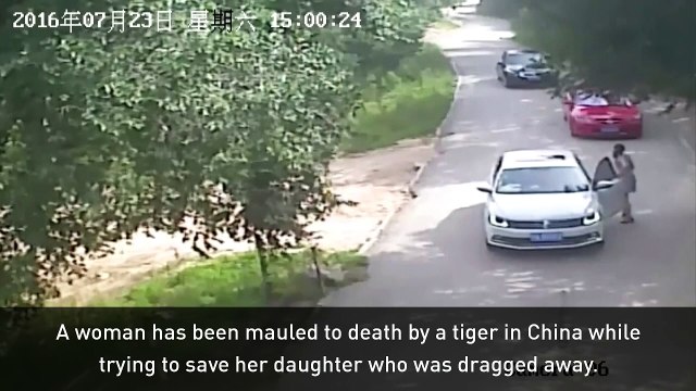 Woman mauled to death by tiger at Chinese wildlife park