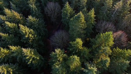 Bird's Eye View of the Forest