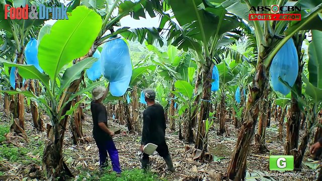 Никогда не думал, что это так интересно! Процесс попадания банана с пальмы к нам на стол!