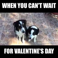 amour des chiens