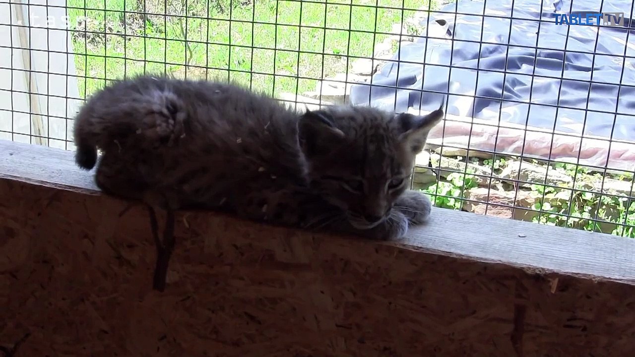 Tri zvieracie príbehy, ktoré musíte vidieť