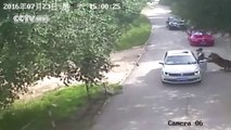 Cette femme descend de sa voiture et se fait attaquer par un tigre !