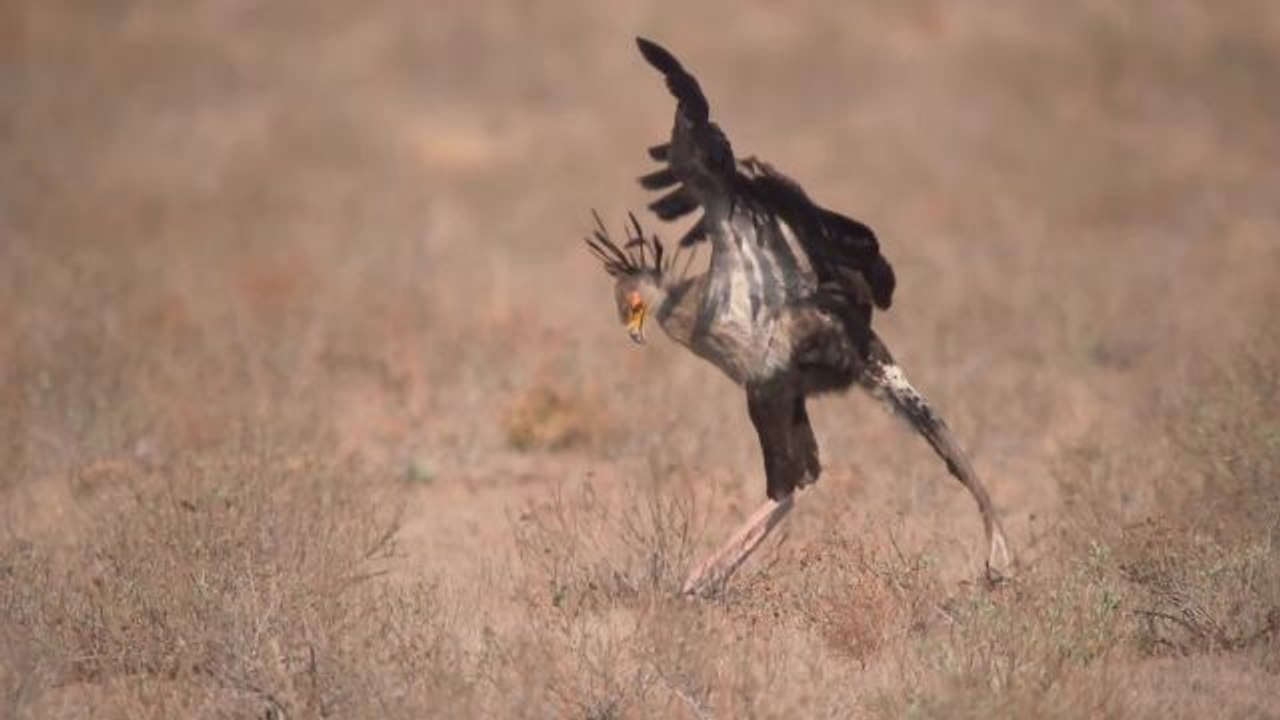 Absurd Creatures | The Goofy-Looking Bird That Kicks the Bejeezus Out of Snakes