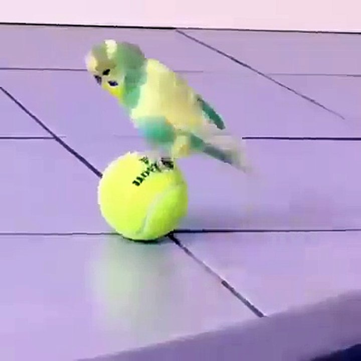 Parrot Playing with a ball
