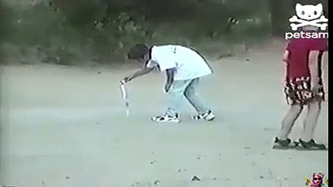 cachorro pistoleiro