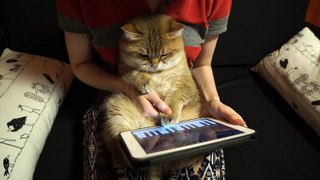 Owner helps cat learn to play piano