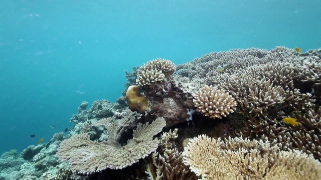 La Minute du Parc naturel marin de Mayotte - La passe en S, un espace protégé à reconquérir