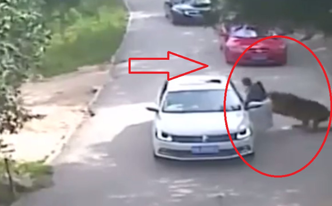 Tiger attacked girl in china wild life park. The girl died on the spot