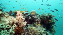 La Minute du Parc naturel marin de Mayotte - 