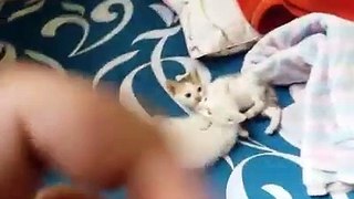 Two kute white kitten play together .
