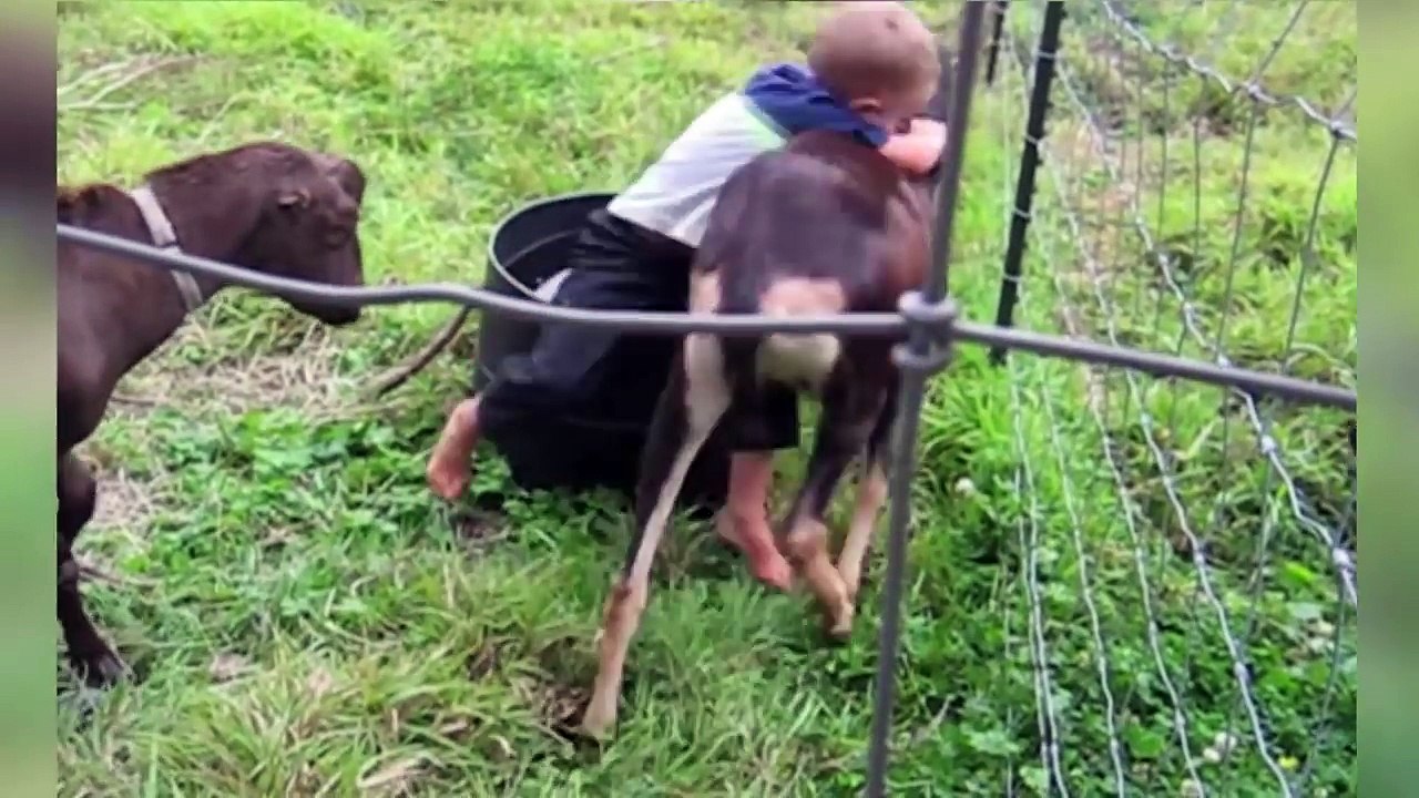 The Funniest Cutest Zoo Animal Home Video Bloopers of 2016 Weekly Compilation