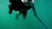 Frayeur d'un pêcheur sous marin face à un requin !