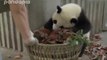 Giant Pandas Create Trouble As Staff Cleans Their House