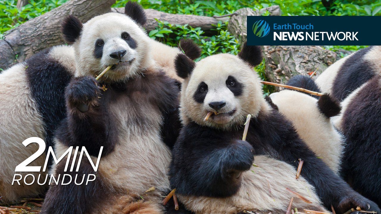 A panda first, bye-bye sonar & a boar on a rampage