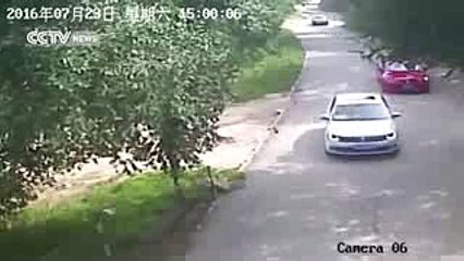 Footage shows shocking tiger attack in Beijing's wildlife park