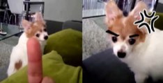 Grumpy Dog Really Hates Being Flipped Off