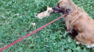 Chihuahua (Kama) and Sonia - Funny dogs moments