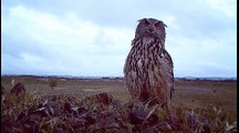 Hibou Grand Duc et Hérisson